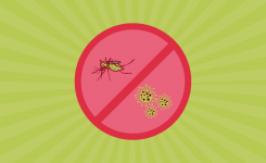 How COVID-19 has Impacted our Fight Against Dengue